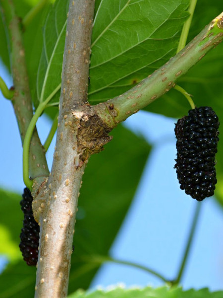 Schwarze Maulbeere (Morus nigra)