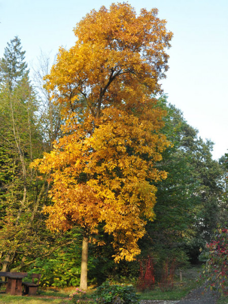 Schuppenrinden-Hickory (Carya ovata)