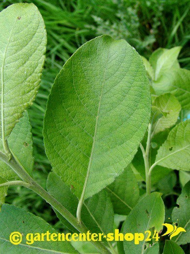 Salix caprea (Salweide, Palmweide)