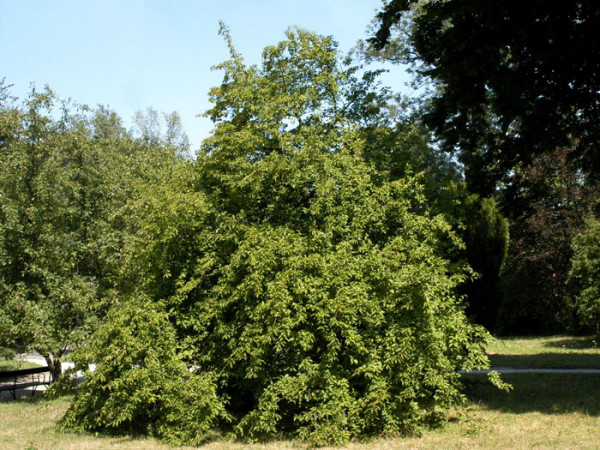 Kornelkirsche (Cornus mas)