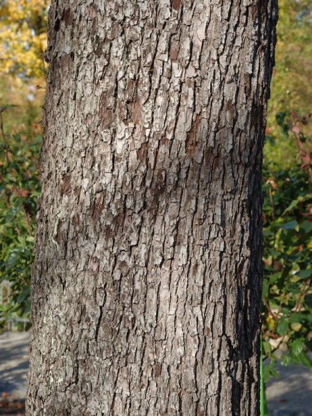 Speierling (Sorbus domestica)