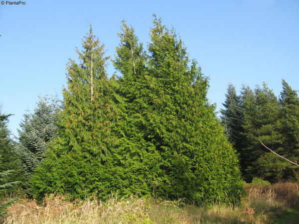 Riesenlebensbaum, Rotzeder (Thuja plicata)