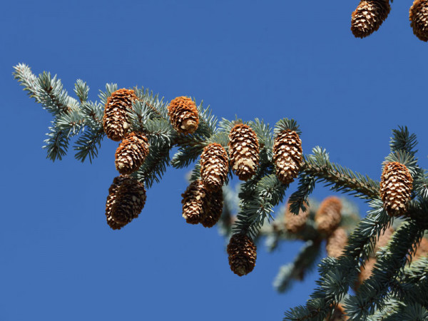 Blaufichte, Blautanne (Picea pungens glauca)