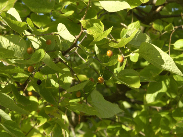 Südlicher Zürgelbaum (Celtis australis)