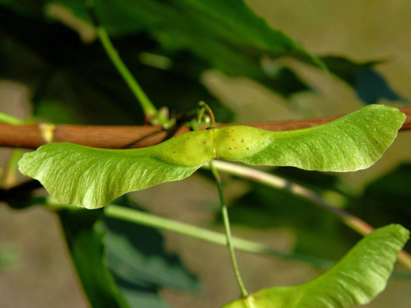 Spitzahorn (Acer platanoides)