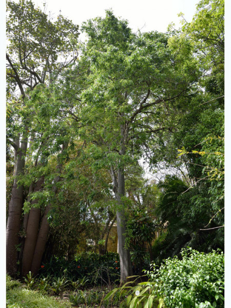 Südlicher Zürgelbaum (Celtis australis)