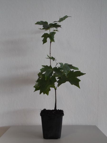 Zucker-Ahorn (Acer saccharum)