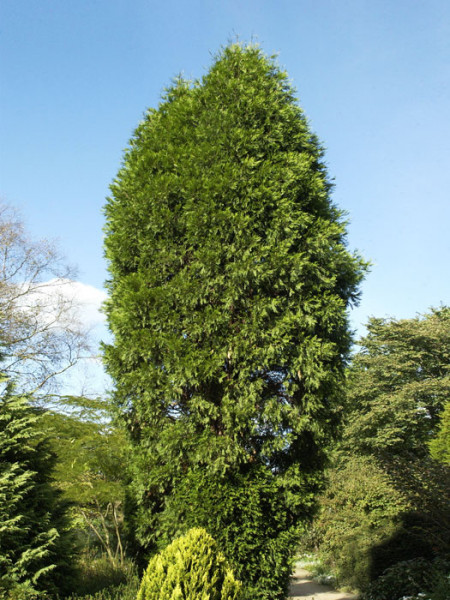 Weihrauchzeder (Calocedrus decurrens)