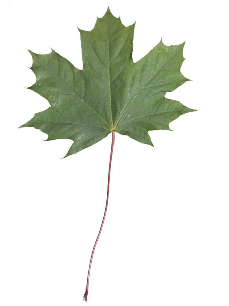 Spitzahorn (Acer platanoides)