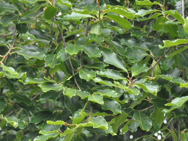 Orient-Buche (Fagus orientalis)