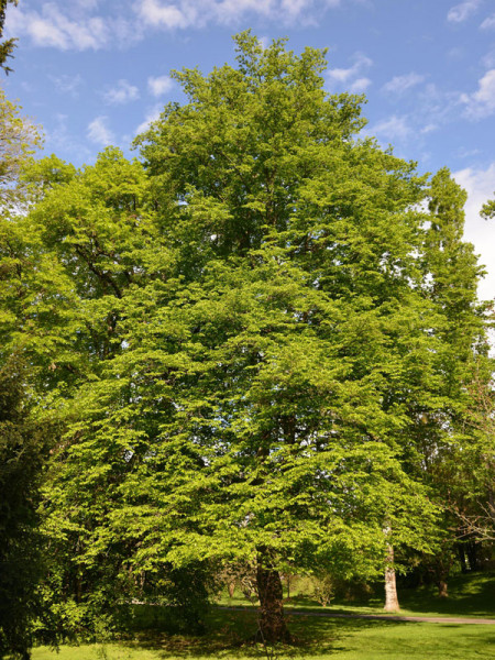 Hainbuche, Weissbuche (Carpinus betulus)