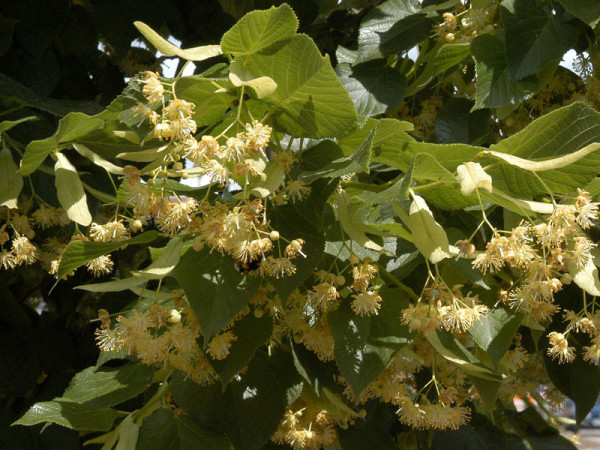 Sommerlinde (Tilia platyphyllos)