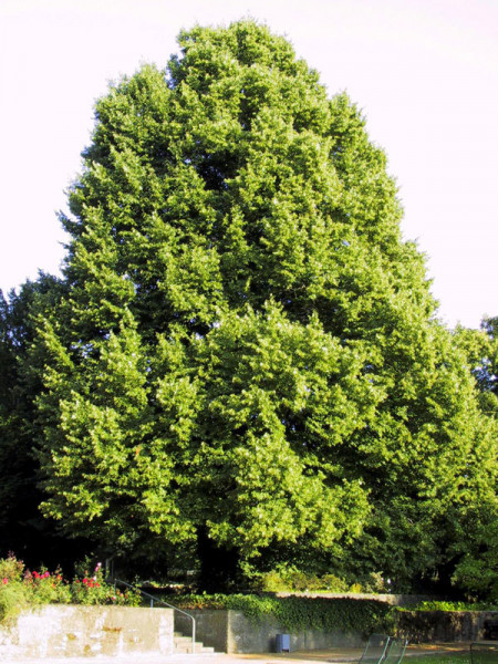 Winterlinde (Tilia cordata)