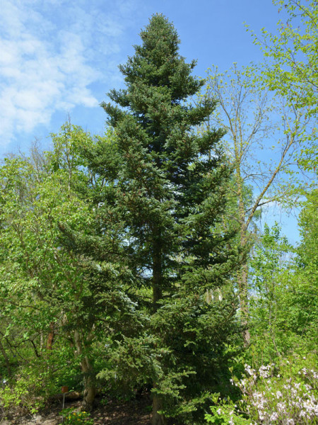 Frasertanne (Abies fraseri)
