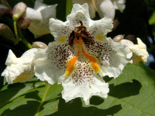 Prächtiger Trompetenbaum (Catalpa speciosa)