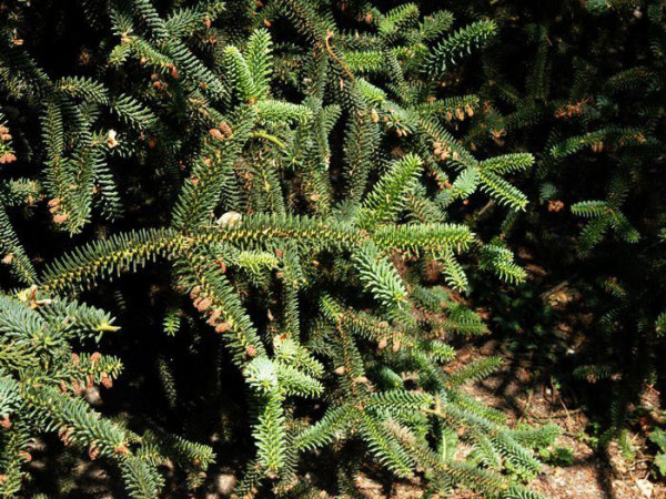 Spanische Tanne (Abies pinsapo)