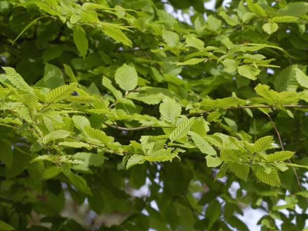 Hainbuche, Weissbuche (Carpinus betulus) - XL Produkt