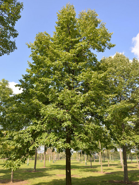 Winterlinde (Tilia cordata)