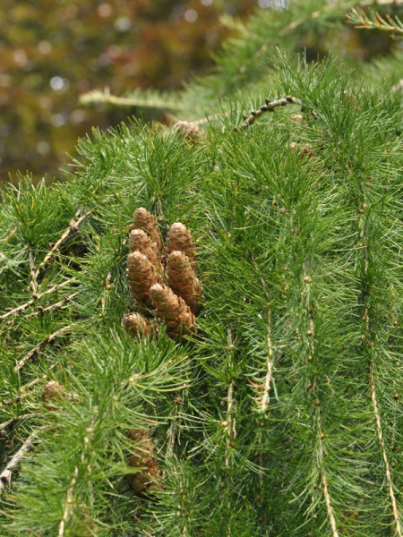 Japanische Lärche (Larix kaempferi)