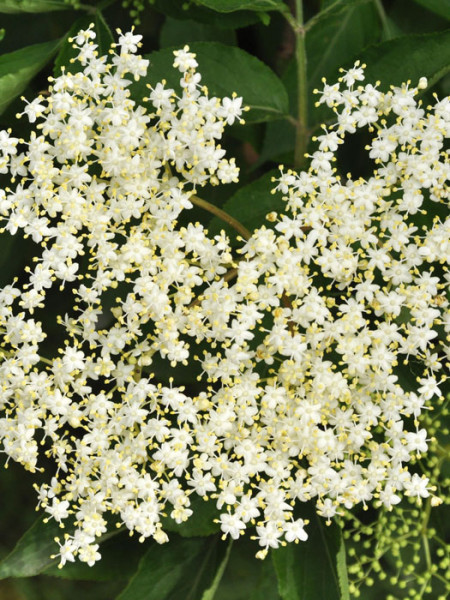 Schwarzer Holunder (Sambucus nigra)