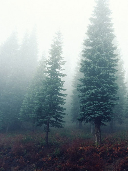 Prachttanne, kalifornische Rottanne (Abies magnifica)