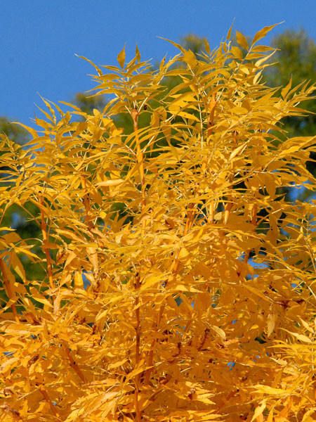 Blumen-Esche (Fraxinus ornus)