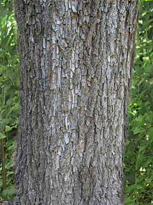 Feldulme (Ulmus carpinifolia)