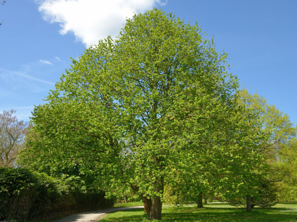 Baumhasel (Corylus colurna)