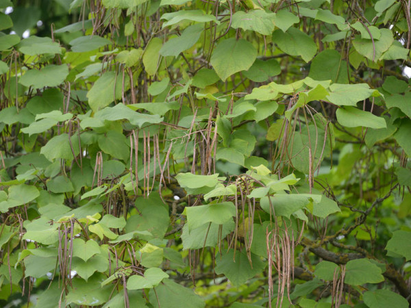 Großkroniger Trompetenbaum (Catalpa bungei)