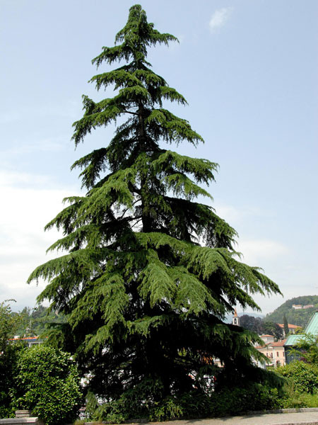 Himalaya-Zeder (Cedrus deodora)