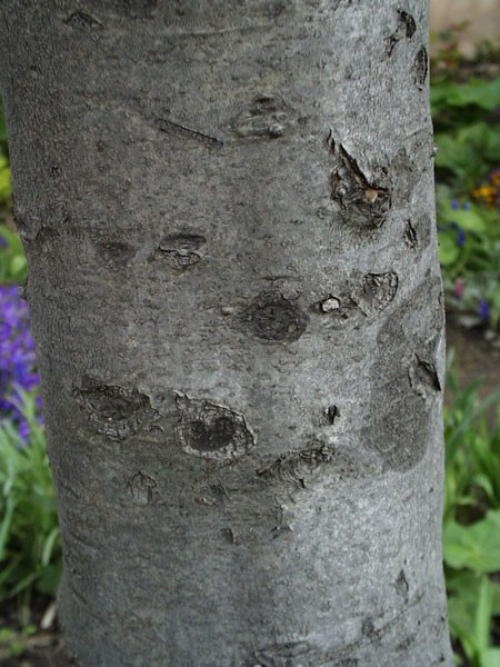 Europäische Stechpalme (Ilex aquifolium)