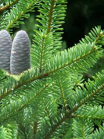 abies-homolepis-forst