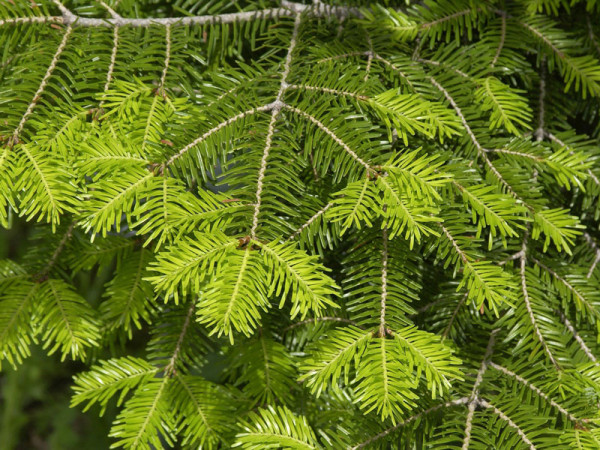 Weisstanne (Abies alba)