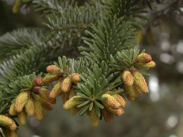 Nikko-Tanne (Abies homolepis)