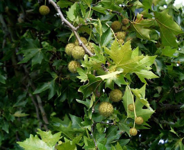 Morgenländische Platane (Platanus orientalis)