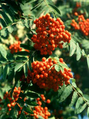 Eberesche (Sorbus aucuparia) Vogelbeere