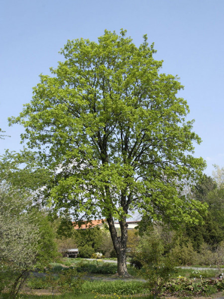 Bergahorn (Acer pseudoplatanus)