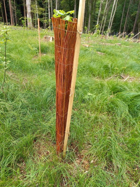 Wuchshülle Salix Classic Laubholz