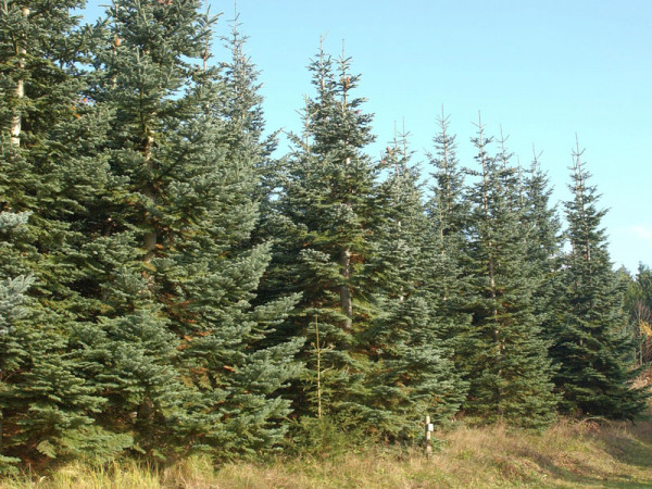 Nobilis, Pazifische Edeltanne (Abies procera/nobilis) Nobilis-Tanne