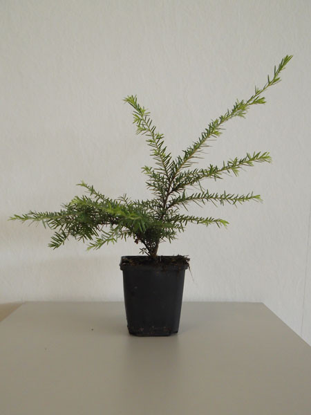 Westamerikanische Hemlocktanne (Tsuga heterophylla)