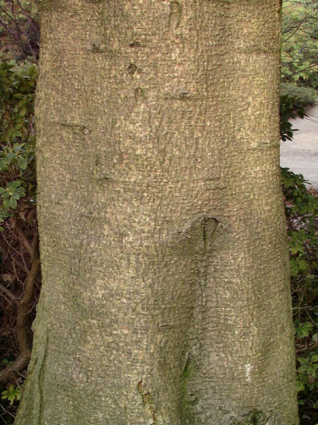 Nikko-Tanne (Abies homolepis)