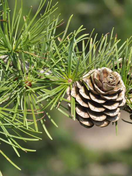 Europaeische Lärche (Larix decidua)