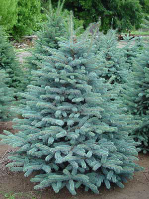 Blaufichte, Blautanne (Picea pungens glauca)
