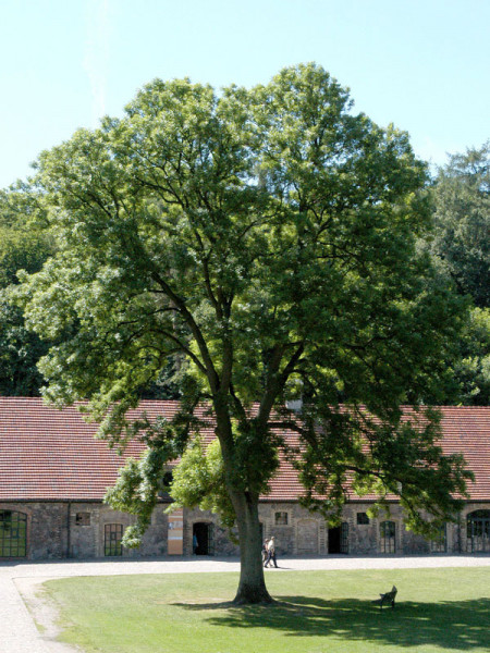 Esche (Fraxinus excelsior)