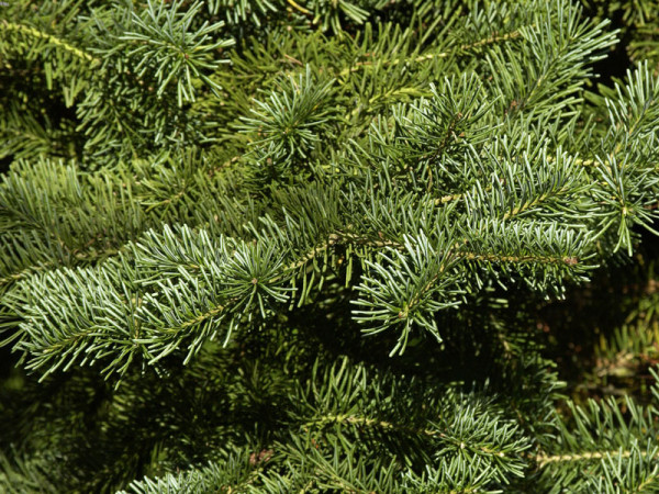 Korktanne (Abies lasiocarpa arizonica)