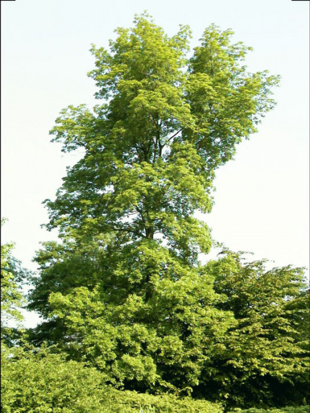 Pekannuss (Carya illinoiensis)