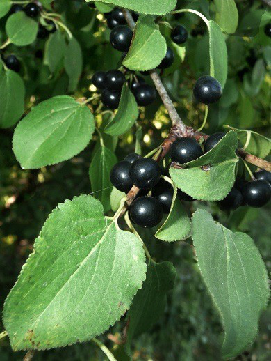 Kreuzdorn, Wegedorn (Rhamnus cathartica)