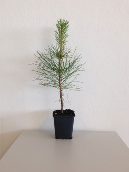 Gelb-Kiefer | Pinus ponderosa | die-Forstpflanze