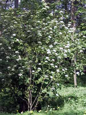 Wolliger Schneeball (Viburnum lantana)