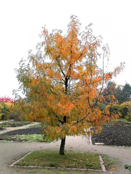 Speierling (Sorbus domestica)